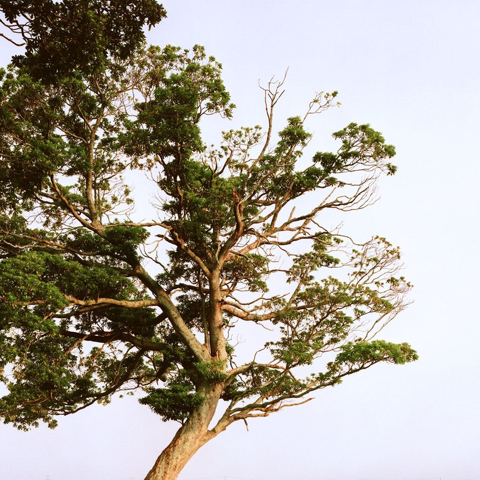 Edition de l'ouvrage « TSUNAMI TREES » de Naoya Hatakeyama