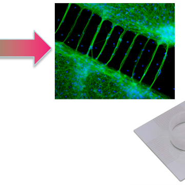 Financement d'une bourse de thèse avec l'Université de Bordeaux en partenariat avec l'Université de Tôkyô