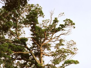 defaut 1. tsunamitrees - couverture